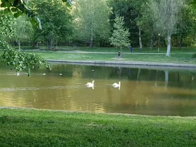 three swans swimming in a pond in a park at Sunny Apartment in Blagoevgrad
