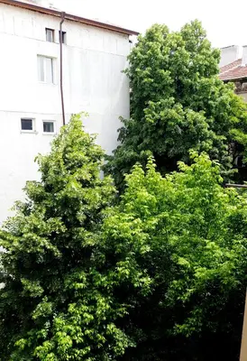 two green trees in front of a building at Beautiful Jewel in Top Center in Sofia