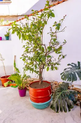 a bonsai tree in a red and blue pot at Къща за гости Калинови in Sandanski