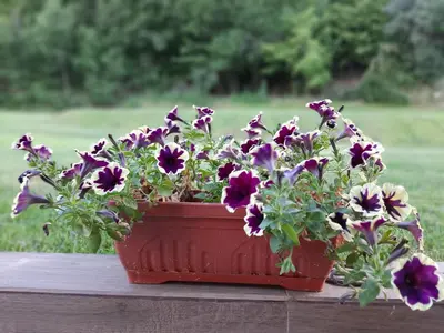 a red pot filled with purple flowers on a table at Вила МАЯ in Krayni Dol