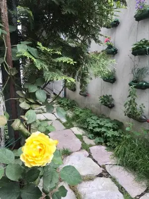 a yellow rose sitting next to a stone walkway at Hostel Pop Bogomil in Sofia