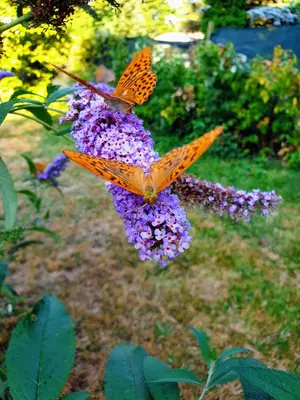 two butterflies are perched on a purple flower at Guest House Ela in Dolna Banya