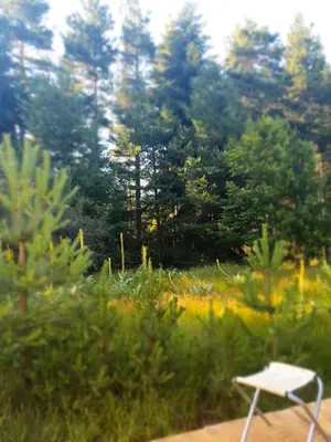 a white bench in a field of grass with trees at Zarevo Glamping in Skobelevo