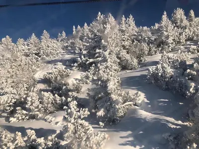 a snow covered forest with snow covered trees at Flora Apartment 612A in Borovets