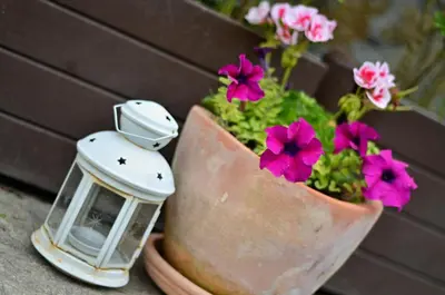 a potted plant with pink flowers and a lantern at Villa Vuchev in Velingrad
