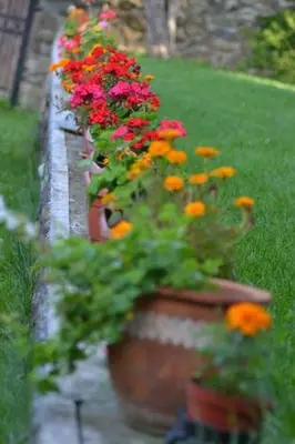 a row of potted flowers in a garden at Villa Pontica in Sofia