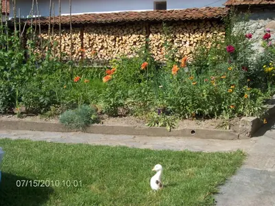a duck standing in the grass in front of a garden at Янко Кехая in Koprivshtitsa