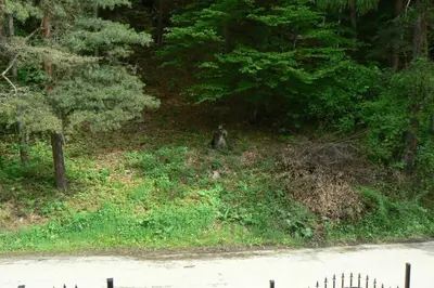 a dog sitting in the grass next to some trees at Nordic Villa Chiflika in Chiflik