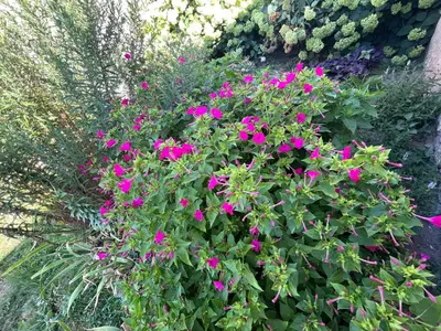 a bush of pink flowers in a garden at Къща Христини in Kalofer