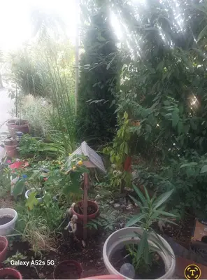 a garden with lots of plants in pots at Al Colosseo in Zvŭnichevo