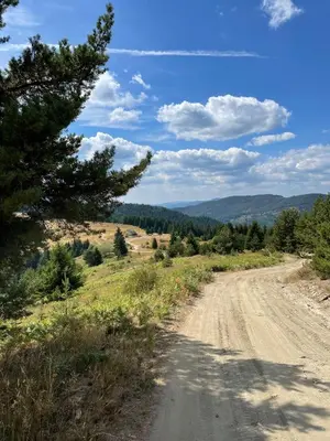 a dirt road with a tree on the side at Музикалната къща in Breze