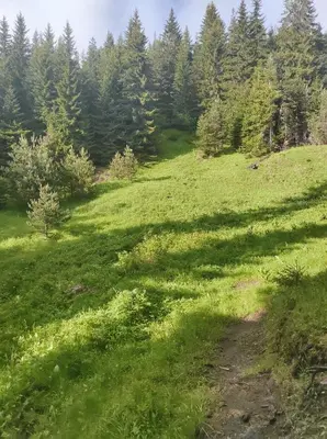 a field of grass with trees in the background at Музикалната къща in Breze