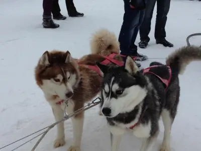 two husky dogs on a leash in the snow at Christina Apartment in Laplandia in Pamporovo