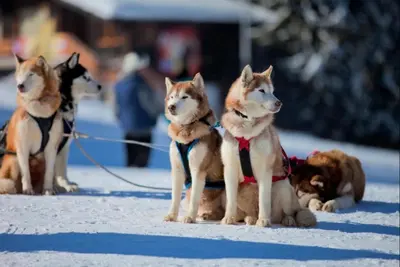 three dogs on a leash sitting in the snow at Grand Monastery Deluxe Pamporovo 5 B 3 in Pamporovo