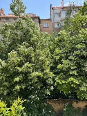 a group of trees in front of some buildings at HOME 12 in Sofia