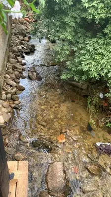 a small stream of water with rocks and plants at Oasis Guest House in Dobrinishte