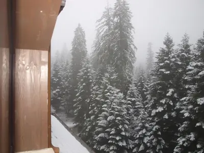 a view of a snow covered forest of christmas trees at Borovets Forest view (A56) in Borovets