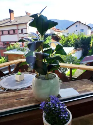 a plant in a pot sitting on a table at vins studio in Bansko