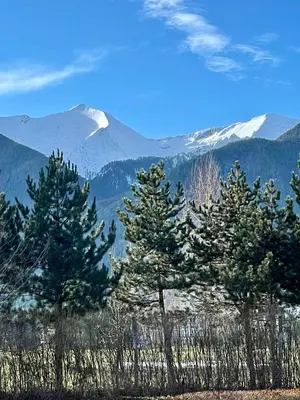 a group of pine trees with mountains in the background at Ground floor 2-bedrooms, 2-bathrooms apartment near Bansko in a complex with pools and SPA included in Razlog
