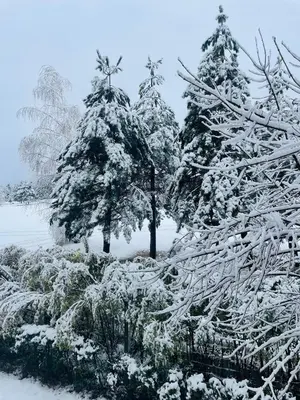 a group of trees covered in snow at Ground floor 2-bedrooms, 2-bathrooms apartment near Bansko in a complex with pools and SPA included in Razlog