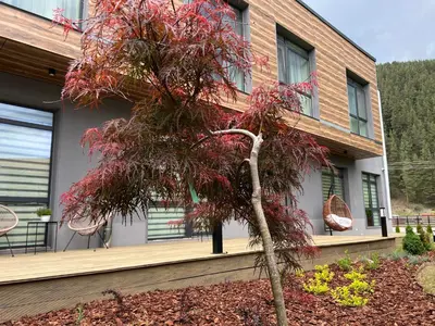 a tree with red leaves in front of a house at Mountain View in Govedartsi