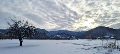 a tree in a snow covered field with mountains at Villa Nikol Apt #1 in Raduil