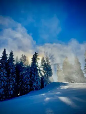 a group of snow covered trees on a snowy slope at Apartment in Castle 1 in Pamporovo