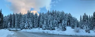a group of trees covered in snow on a road at CEDAR LODGE NEXT TO LIFT ONE BEDROOM APARTMENT in Bansko