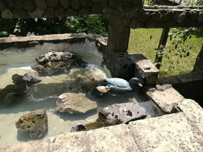 a bird is sitting in a pond of water at Самостоятелни стаи в къща за гости Балкан in Ribarica