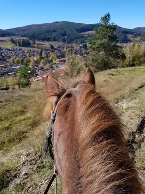 a close up of the back of a horse looking at a city at Dona Guest House - Horse Riding in Koprivshtitsa