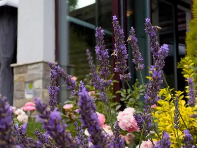 a bunch of purple flowers in front of a building at MOUNTAIN HILL LUXURY VILLA in Madzhare