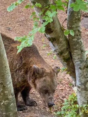 a brown bear standing between two trees at Luxory aparthotel in 4 star SPA hotel st Ivan Rilski, Bansko in Bansko