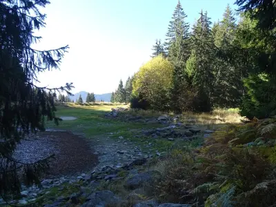 a creek in the middle of a field with trees at APARTMENT Darsi in Pamporovo