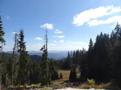 a view from the top of a mountain with trees at APARTMENT Darsi in Pamporovo