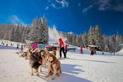 a group of dogs pulling a sled in the snow at Apartments WinterFell ,Grand Monastery ,Pamporovo in Pamporovo
