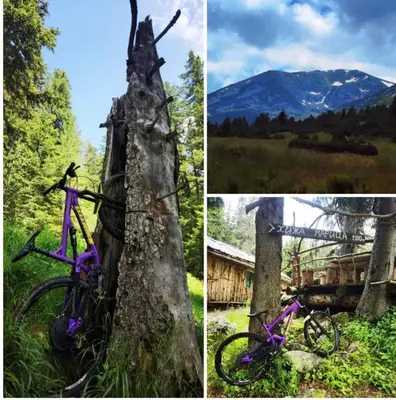 a purple bike parked next to a tree at Arboro Borovets Gardens E68 in Borovets