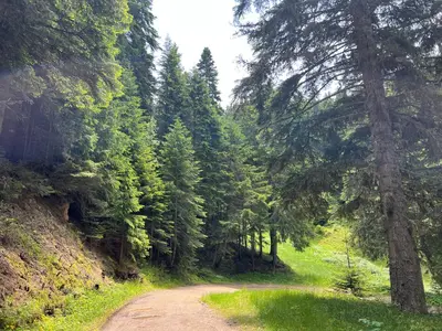 a dirt road in the middle of a forest at Arboro Borovets Gardens E43 in Borovets
