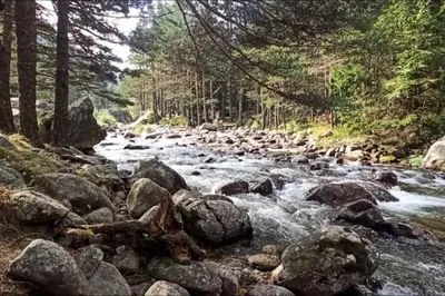 a stream in the woods with rocks and trees at Апартамент Edelweiss in Beli Iskar