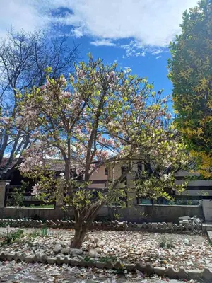 a tree with pink flowers in a yard at One Bedroom Flat With Garden and Barbeque in Bansko