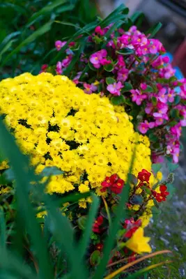 a bunch of yellow flowers with pink and purple at DevIn Coworking & Coliving in Devin