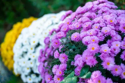 a bunch of purple and white flowers clustered together at DevIn Coworking & Coliving in Devin