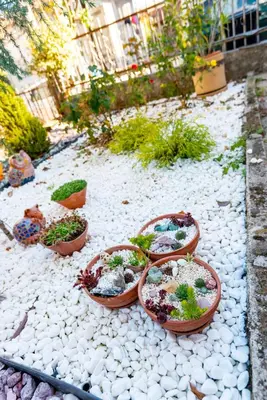 a group of potted plants sitting on a rock garden at DevIn Coworking & Coliving in Devin